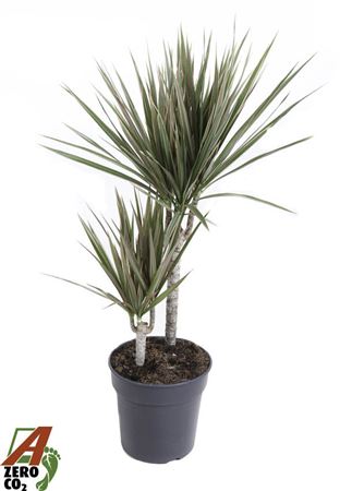 Drac Bicolor 30-10