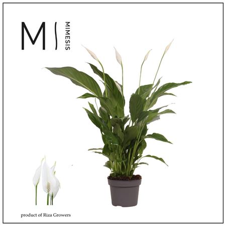 Spath Strauss 3+ (mimesis)