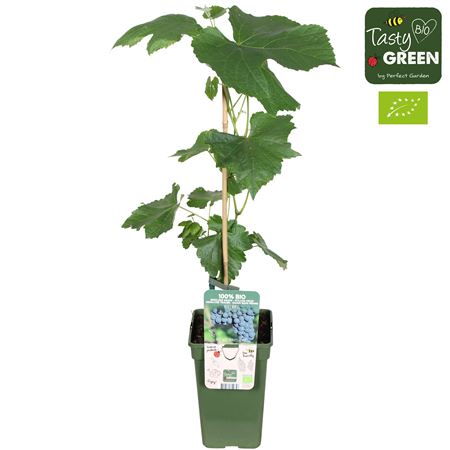 Vitis Vin Venus (grafted) Bio
