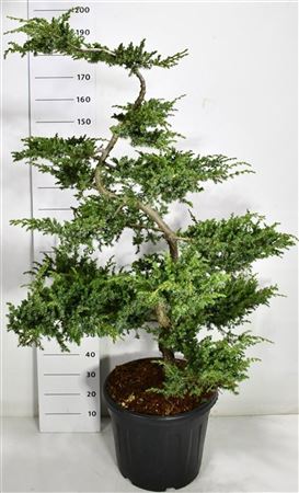 Juniperus Conf Schlager