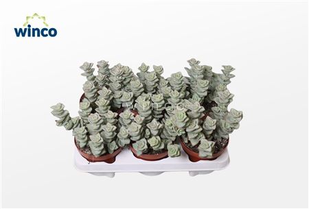 Crassula Perforata Azul