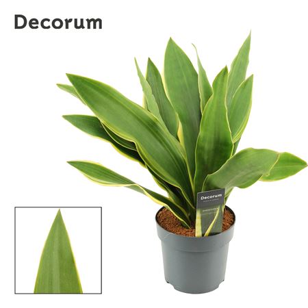 Sansevieria Aubrytiana Yellow