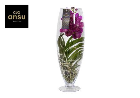 Vanda Champagne Cerise-fuchsia