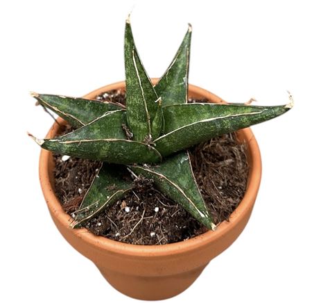 Sansevieria Prabu
