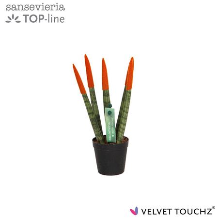 Sansevieria Velvet Touchz Oranje