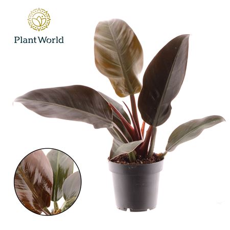 Philodendron Imperial Red