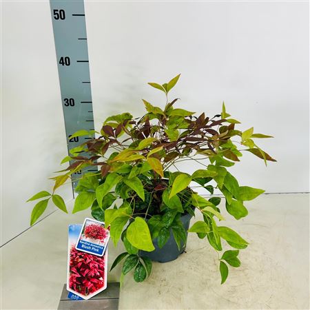Nandina Domestica Blush Pink