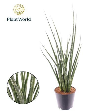 Sansevieria Digitorum