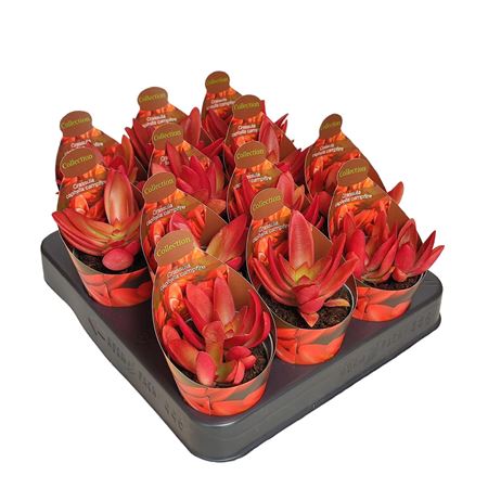 Crassula Capitella Campfire Potcover