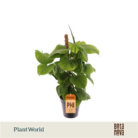 Philodendron Fibraecataphyllum Mosspole