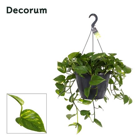 Epipremnum Aureum Hang Xxl (decorum)