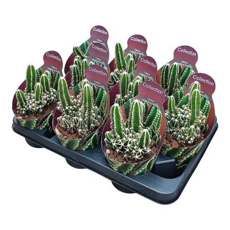 Cereus Repandus Inermis Potcover