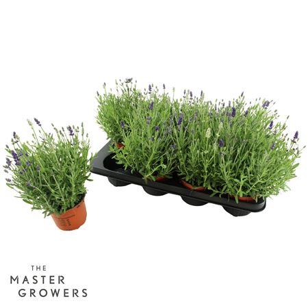 Lavandula Ardeche Bicolor