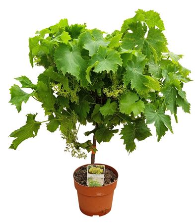 Vitis Vinifera Moscatel Stem