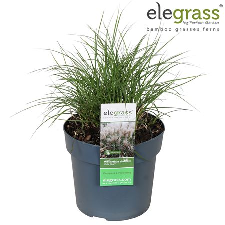 Miscanthus Sin Cute One