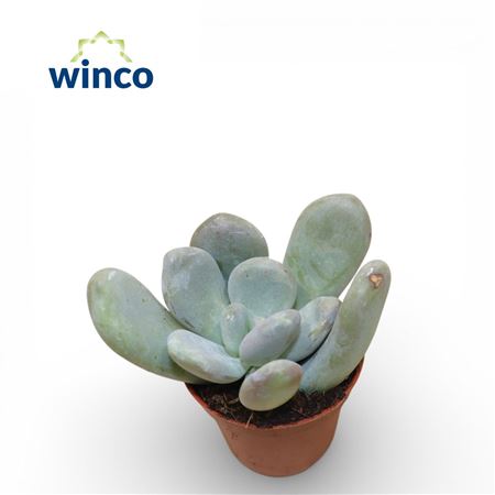 Pachyphytum Oviferum