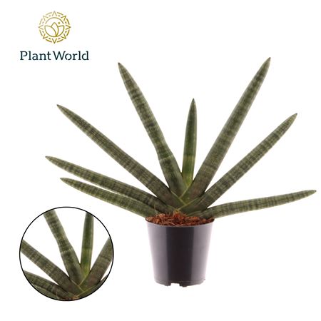 Sansevieria Cylindrica Skyline