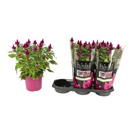 Celosia Deep Purple With Sleeve