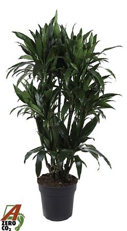 Dracaena Janet Craig Branched