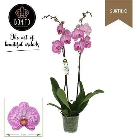 Phal. Surtido - Krakow 2-tak