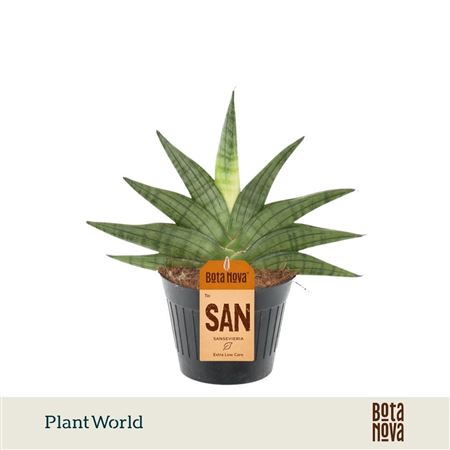 Sansevieria Helios