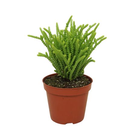 Crassula Muscosa
