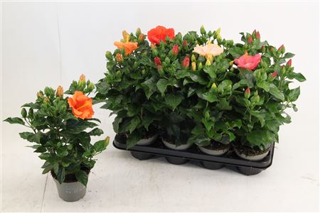 Hibiscus Mix 3pp