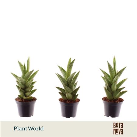 Sansevieria Starshooter (decorum)