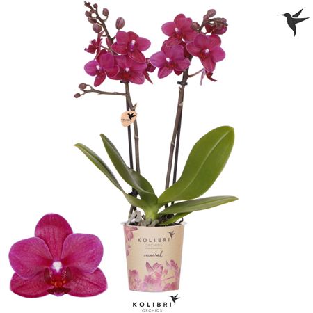 Phal Little Kolibri 2st Brasil 22+ (ok)