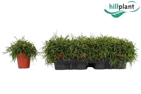 Rhipsalis Bacci Oasis