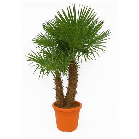 Trachycarpus Fortunei Multistem.
