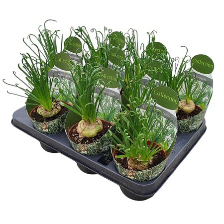 Albuca Spiralis Potcover