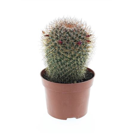 Mammillaria Pringley Red