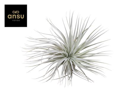 Tillandsia Mini Silver