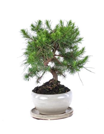 Bonsai Pinus Halepensis S-shape With Drip (outdoor