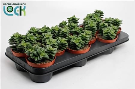 Crassula Spring Time