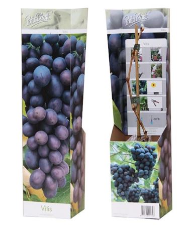 Vitis Vinifera Blue