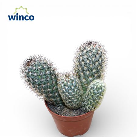 Mammillaria Microhelia Group