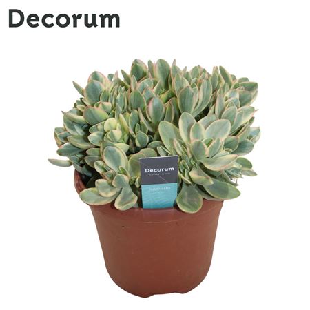 Crassula Rusby Variagata