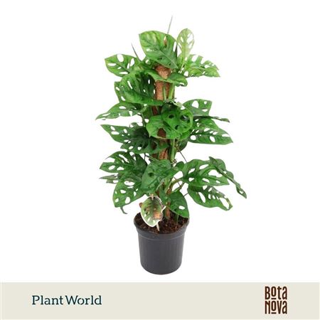 Monstera Obliqua Monkey Leaf Mosspole
