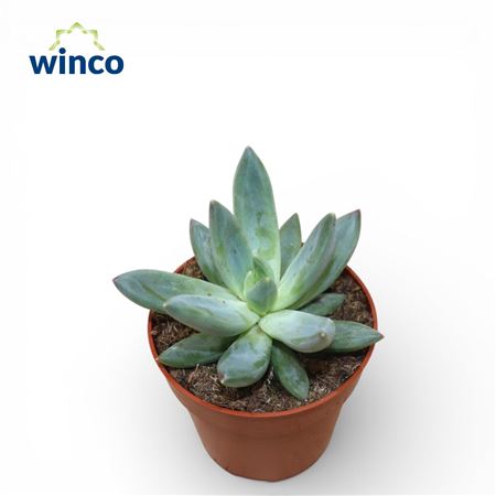 Echeveria Hookerii