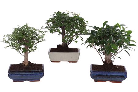 Bonsai Mix In Ceramic Ball Shape