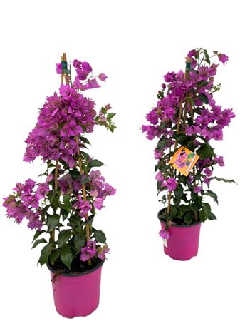 Bougainvillea Sanderiana Pillar