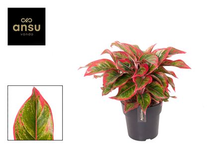 Aglaonema Cadmium Red