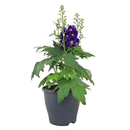 Delphinium Blue