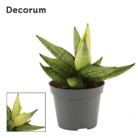 Sansevieria Yellow Tip Crown