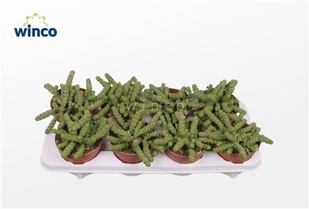 Crassula Hottentot