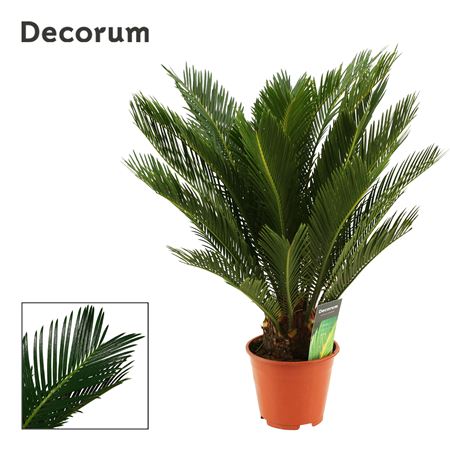 Cycas Revoluta 10+ (dec)