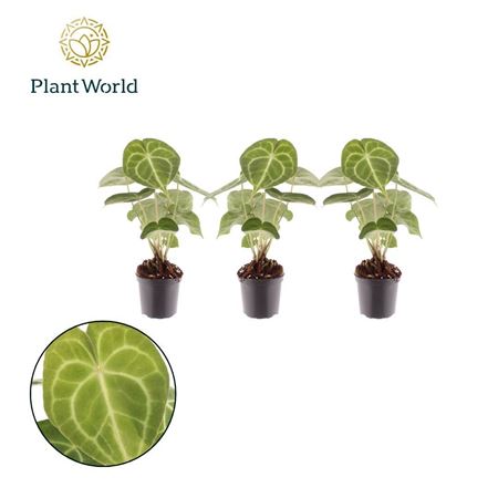 Anthurium Clarinervium 7cm