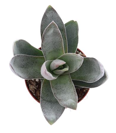 Crassula Garnet Lotus